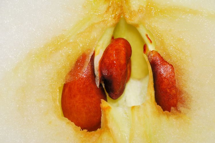 Caroço no ânus: confira o que pode causar esse quadro