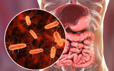 6 funções do microbioma intestinal