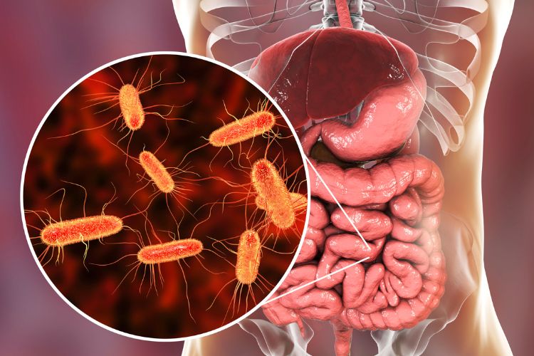 6 funções do microbioma intestinal